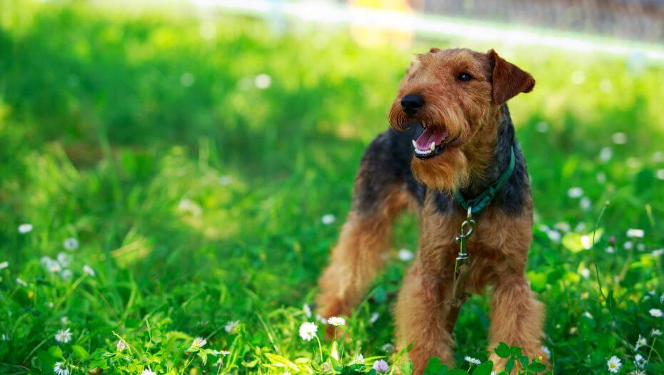 Green terrier store